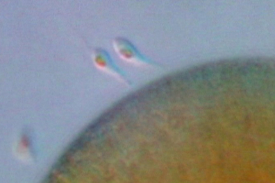 La reproduction du le Fucus vésiculeux - 4mn 40s